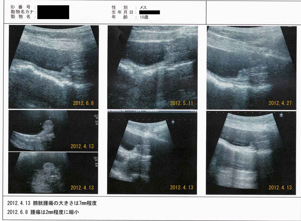 개의 방광암(이행상피암)에 코르디를 투여하여 종양이 축소된 사례イメージ