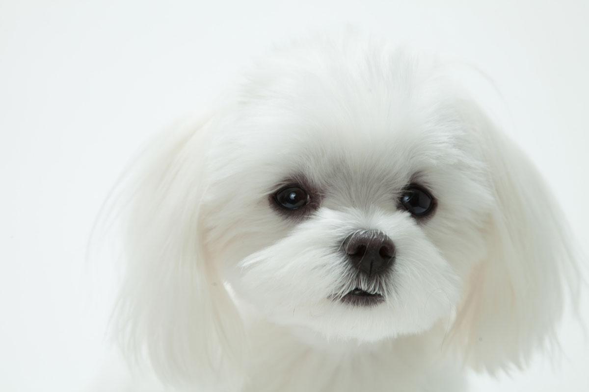 개의 유선종양 개선 사례③（신기능이 저하된 말티즈）イメージ