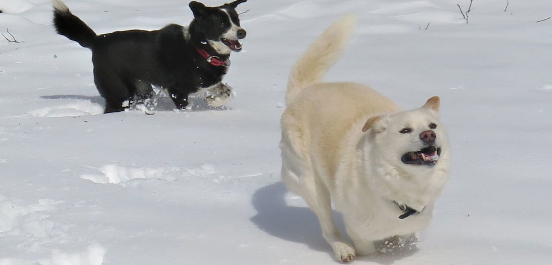 犬のリンパ節転移した肛門周囲腺癌手術後にQOLを維持した方法