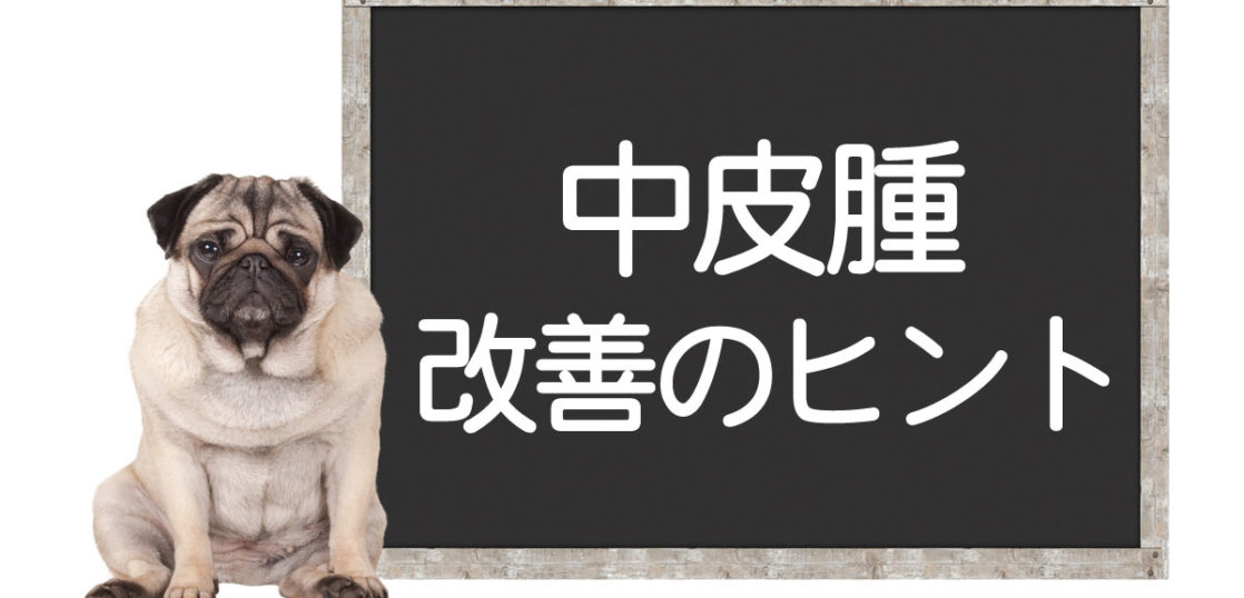 犬の中皮腫の改善方法