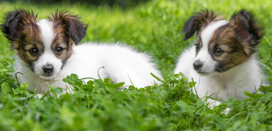 犬の肺腫瘍・肺癌改善例