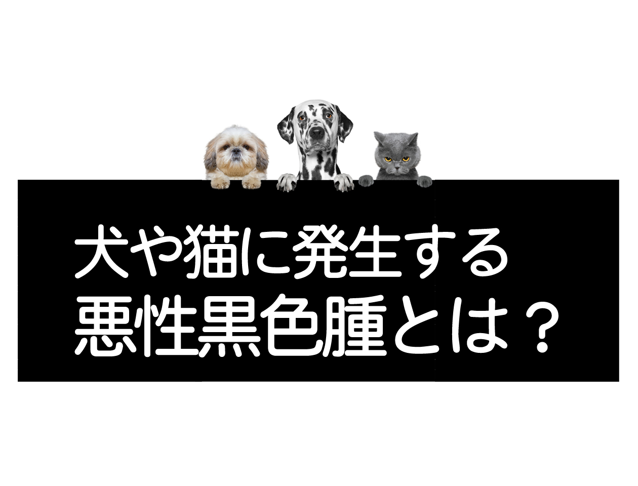 개와 고양이에게 발생하는 악성 흑색종이란?イメージ