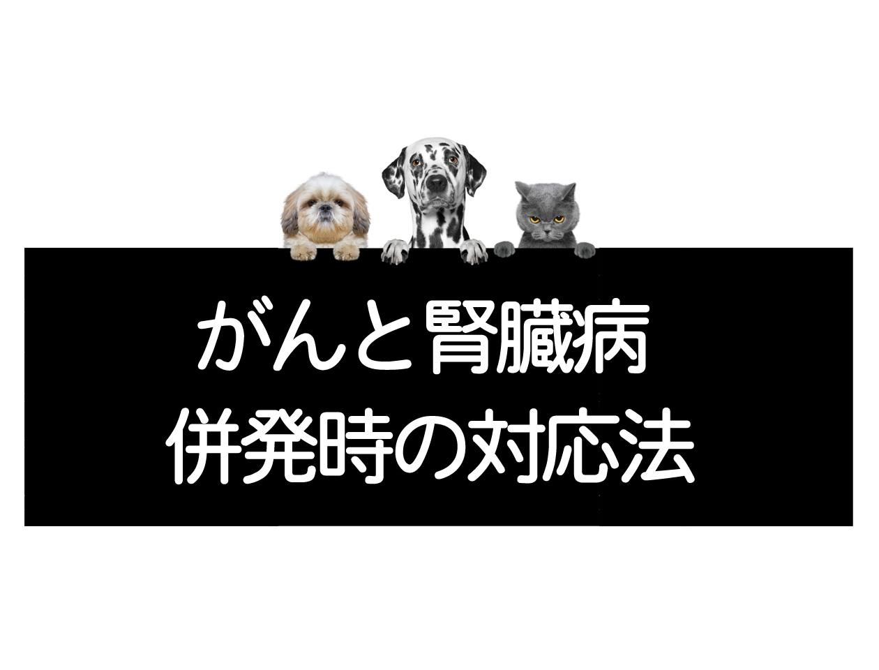 종양과 신부전을 동반한 경우의 대처법＜코르디 연구실에 상담＞イメージ