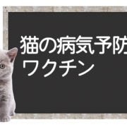 猫のワクチンで予防できる病気