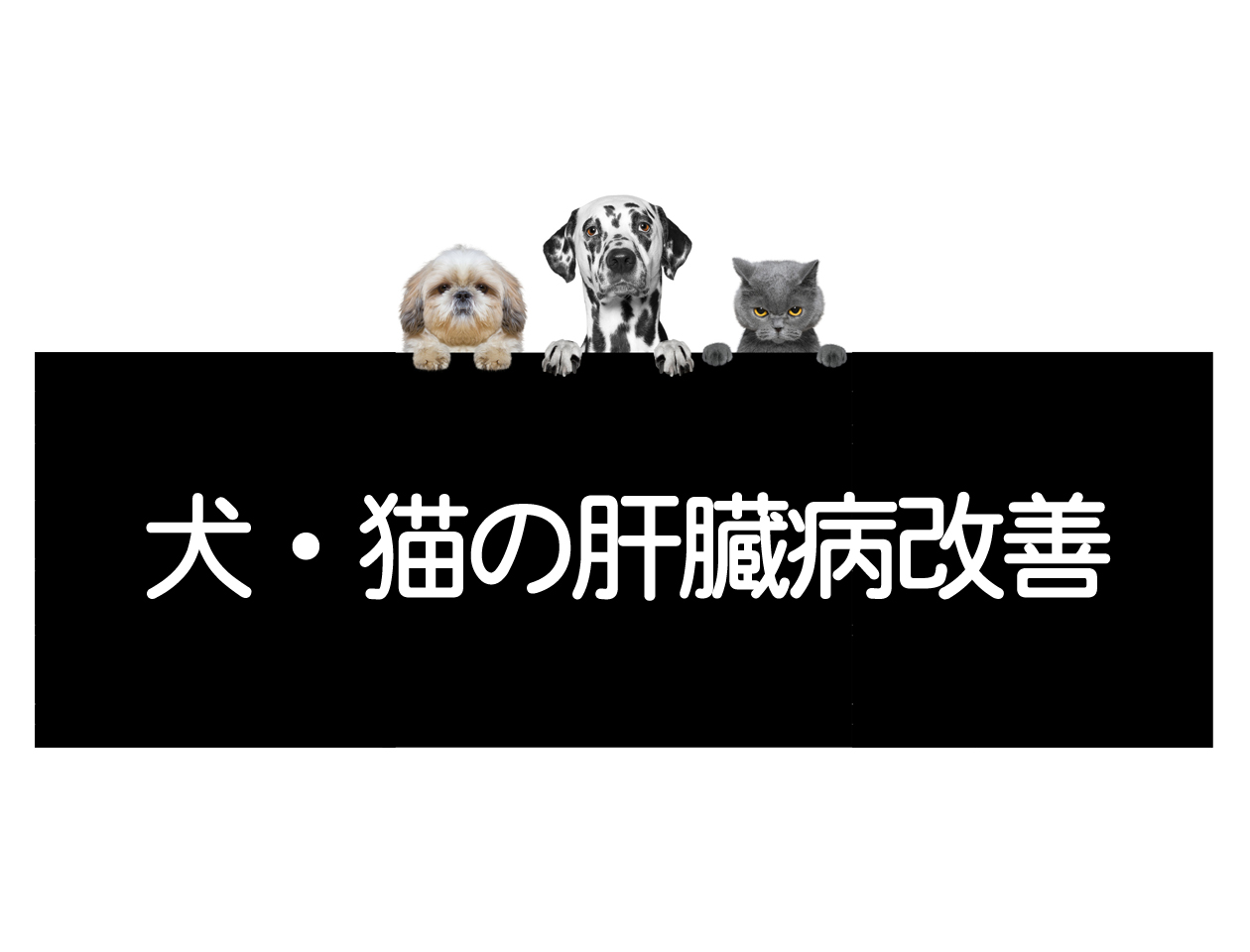 개와 고양이의 간질환 – 간 기능 개선, 간 기능 회복 방법イメージ