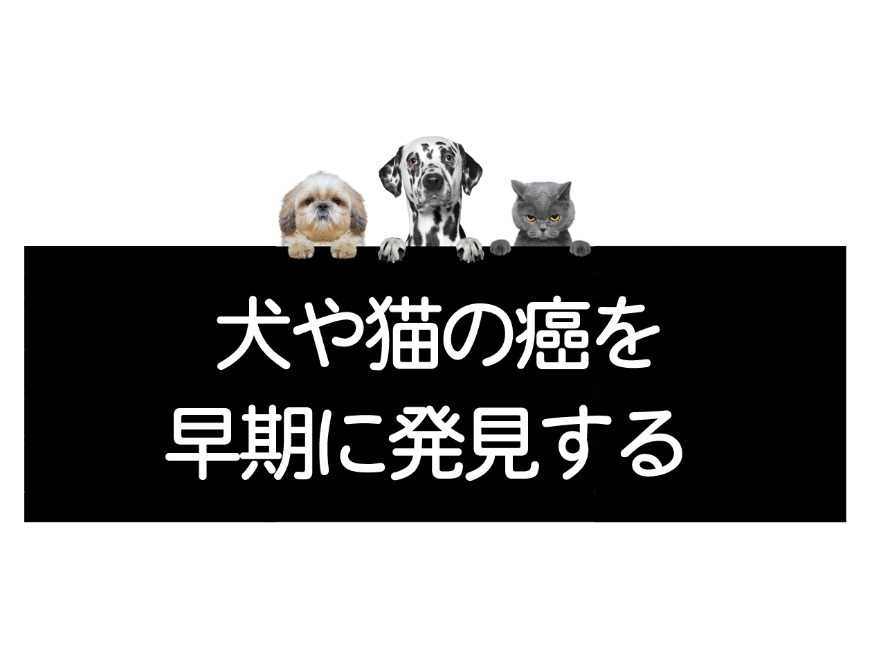 암의 조기 발견－개・고양이・반려동물의 조기 암 증상 및 검사에 대하여イメージ