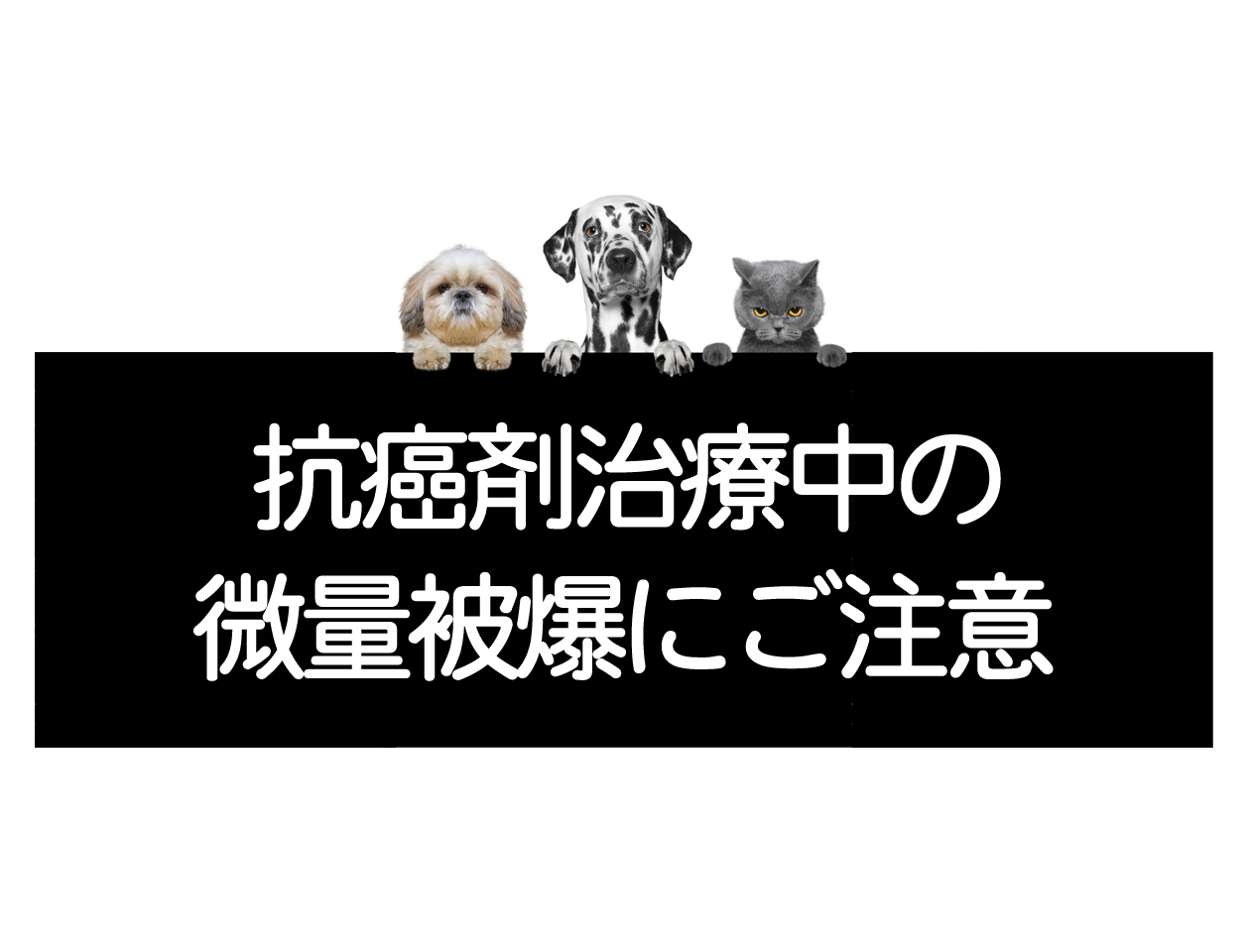 항암제의 미량 노출 – 반려동물의 암 치료 중 항암제에 주의하세요イメージ