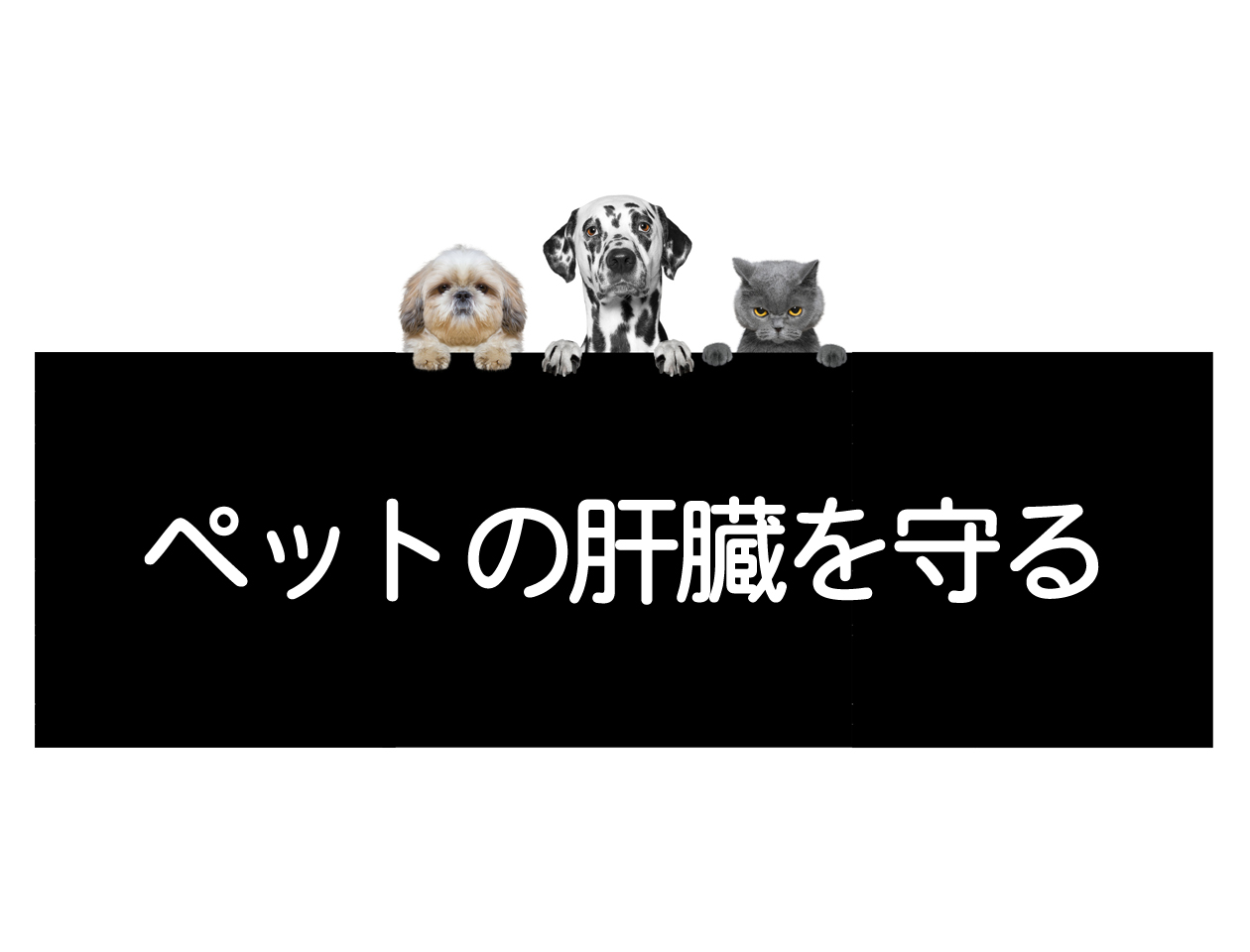 개·고양이·반려동물의 간 기능 악화 예방 방법イメージ