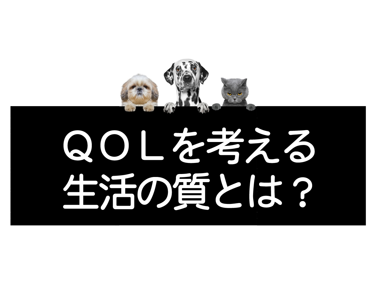 개와 고양이, 애완동물들의 QOL (삶의 질)イメージ