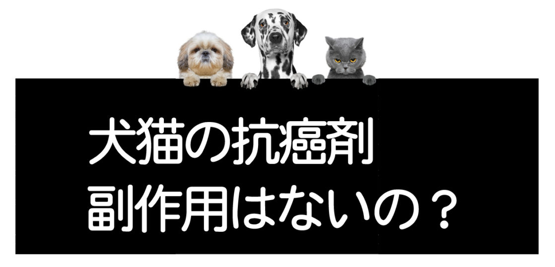 犬猫の抗癌剤のリスク