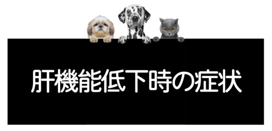 犬猫の肝機能低下時の症状