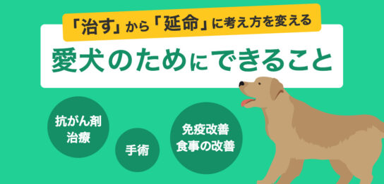 犬のリンパ腫改善のヒント