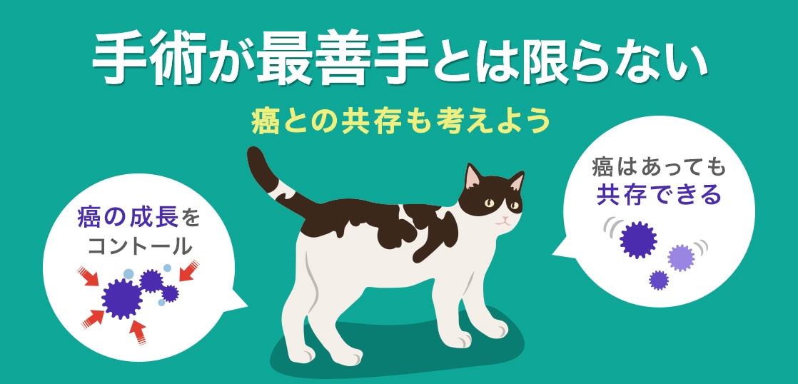 고양이 암의 증상은? 치료 방법과 수술, 치료하지 않은 여명을 설명イメージ